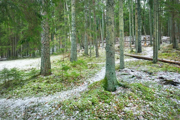 Paisagem Rural Inverno Névoa Branca Floresta Pinhais Pura Luz Matinal — Fotografia de Stock