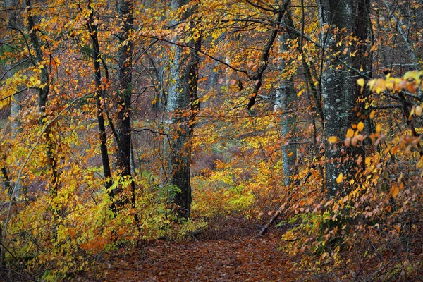 Regnerischer Herbsttag Einem Buchenwald Moosbewachsene Baumstämme Bunte Blätter Großaufnahme Deutschland — Stockfoto