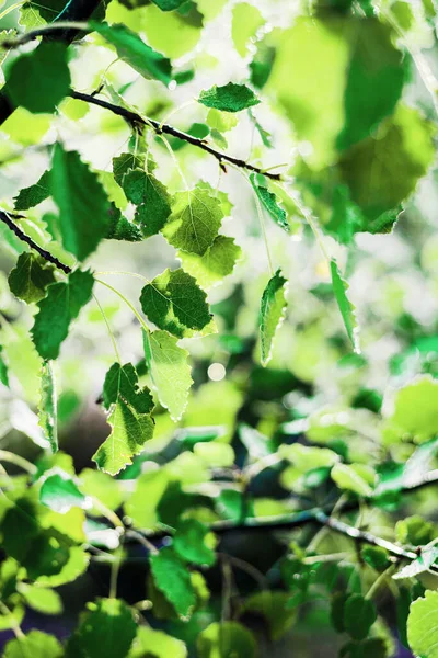 Abedul Verde Deja Textura Primer Plano Soleado Día Verano Bosque —  Fotos de Stock