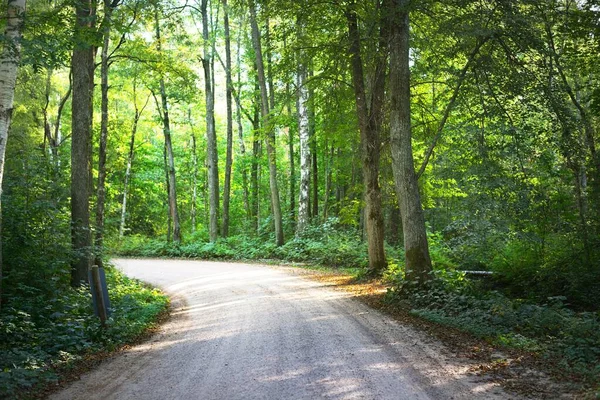 Grusväg Genom Gröna Träden Kvällssol Och Skuggor Sommarlandskap Kemeri Lettland — Stockfoto