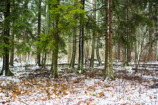 Zimní Krajina Bílá Mlha Lese Borovice Čisté Ranní Světlo Švédsko — Stock fotografie