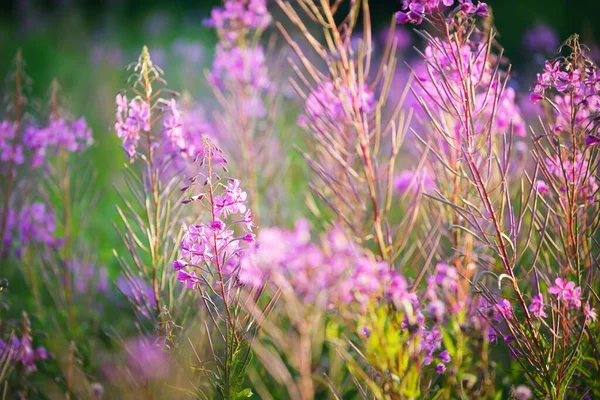 Růžové Květy Při Západu Slunce Zblízka Kvetoucí Venkovské Hřiště Letní — Stock fotografie