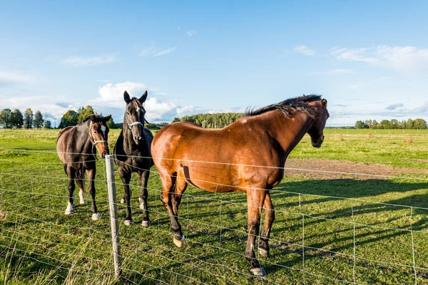 View Farm Clear Autumn Day Brown Black Horses Close Latvia — Stock Photo, Image