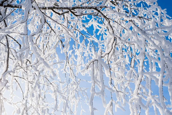 白桦树白雪覆盖的枝条映衬着蓝蓝的天空 冬季森林景观 拉脱维亚 — 图库照片