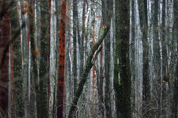 Σκοτεινό Δάσος Βροχερή Φθινοπωρινή Μέρα Κοντινό Πλάνο Κορμών Δένδρων Μόσι — Φωτογραφία Αρχείου