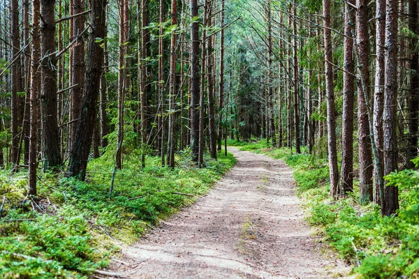 Camino Tierra Través Del Bosque Siempreverde Pinos Cerca Estonia —  Fotos de Stock