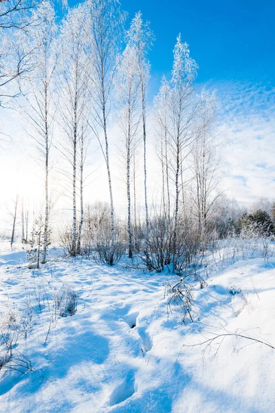 Junge Frostige Birken Einem Sonnigen Wintertag Nach Einem Schneesturm Schneeflocken — Stockfoto