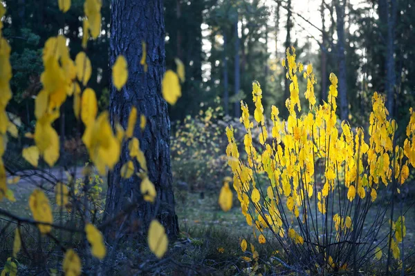 Herfst Landschap Donkere Bosscène Dennenbomen Bij Zonsondergang Gouden Bladeren Van — Stockfoto