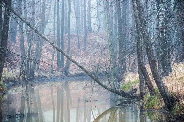 Σκοτεινό Τοπίο Δάσους Ποτάμι Και Δέντρα Στην Ομίχλη Μια Συννεφιασμένη — Φωτογραφία Αρχείου