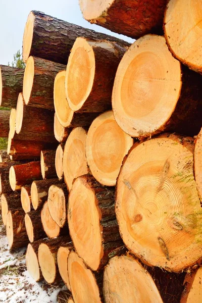 Leña Recién Hecha Bosque Cerca Patrón Madera Textura Fondo Recurso — Foto de Stock