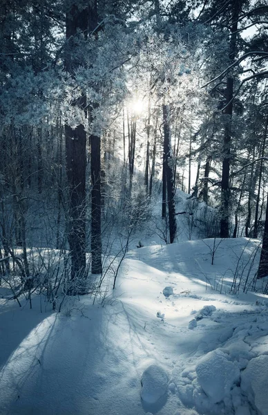 Winter Forest Scene Snow Covered Pine Trees Hills Walkways Frozen — Stock Photo, Image
