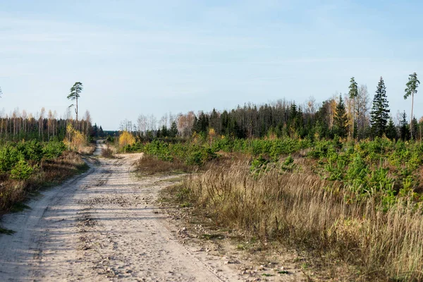 Осенний Сельский Пейзаж Грунтовая Дорога Лес Сосна Береза Заднем Плане — стоковое фото