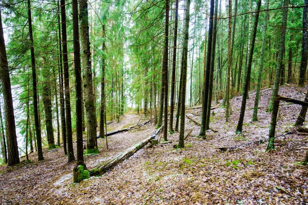 Téli Tájkép Fehér Köd Erdőben Fenyőfák Tiszta Reggeli Fény Erdei — Stock Fotó