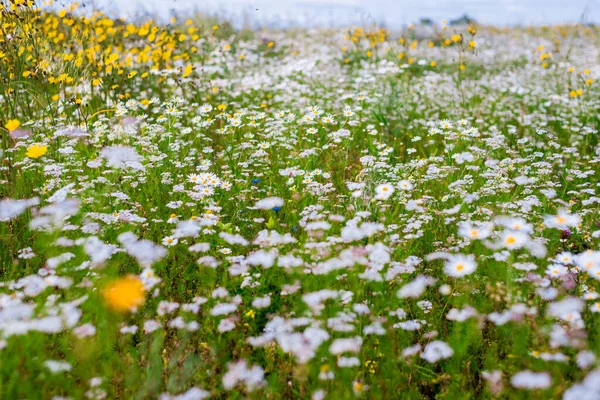 Panoramic View Blooming Chamomile Field Wildflowers Close Cloudy Blue Sky — Stock Photo, Image