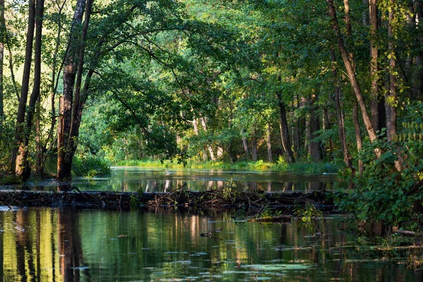 Small River Mixed Coniferous Forest Reflections Water Sun Rays Tree — Stock Photo, Image