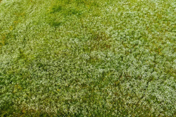 Letecký Pohled Kvetoucí Heřmánkové Pole Zelená Tráva Květinový Vzor Setomaa — Stock fotografie