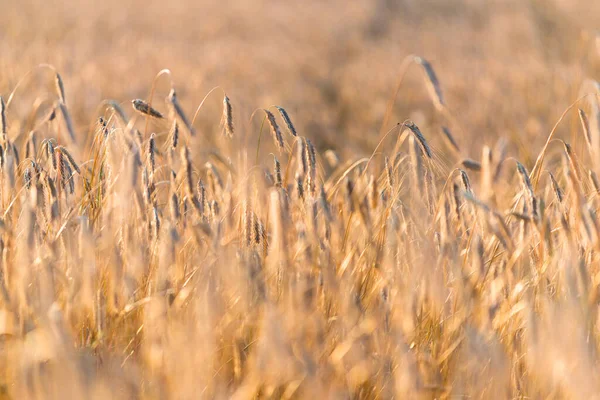 Campo Cultivo Agrícola Pôr Sol Textura Vista Perto Luz Dourada — Fotografia de Stock