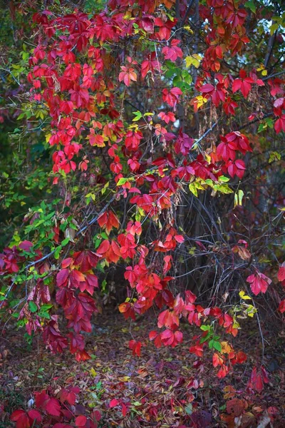 街の公園でカラフルな赤と緑の装飾的なブドウの葉 クローズアップ ドイツの秋 自然パターン テクスチャ グラフィックリソース — ストック写真