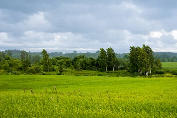 Zielone Pole Pod Burzliwym Błękitnym Niebem Brzozy Las Tle Ciemne — Zdjęcie stockowe