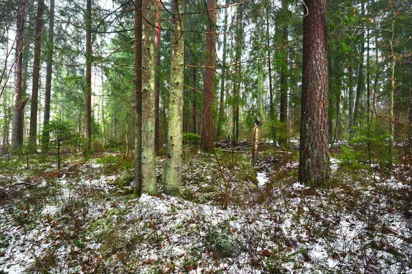 Μονοπάτι Μέσα Από Χιονισμένο Μυστηριώδες Καταπράσινο Δάσος Πεύκο Έλατο Έλατα — Φωτογραφία Αρχείου