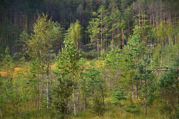 Unge Graner Furutrær Nærheten Enorm Barskog Bakgrunnen Latvia – stockfoto