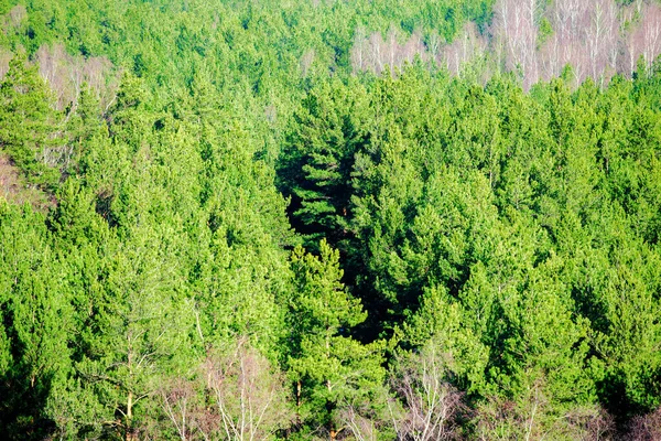 Légi Kilátás Egy Nagy Nyírfa Erdő Egy Tiszta Téli Napon — Stock Fotó
