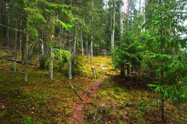 Pfad Durch Geheimnisvollen Immergrünen Wald Kiefern Fichten Tannen Stämme Aus — Stockfoto