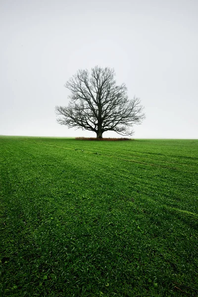 乡村风景 一片空旷的绿色农田 晨雾弥漫 没有树叶的老橡树 — 图库照片