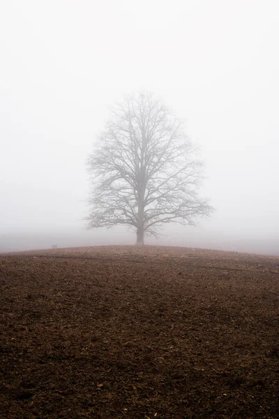 乡村风景 一片空旷的农田 晨雾弥漫 没有树叶的老橡树 拉脱维亚 — 图库照片