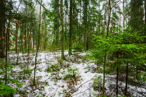 Paisaje Invierno Niebla Blanca Bosque Pinos Pura Luz Mañana Países — Foto de Stock