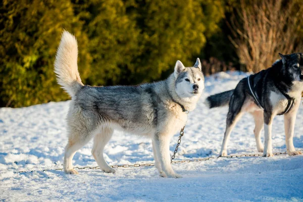 Husky Camminare Giocare Nella Neve Una Chiara Giornata Invernale Soleggiata — Foto Stock