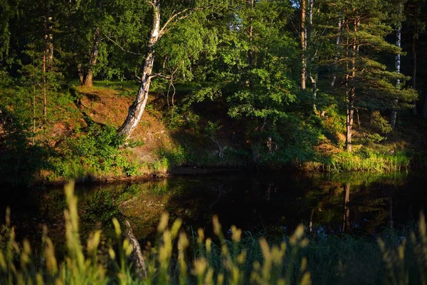 Uma Vista Pequeno Rio Florestal Bétulas Verdes Close Luz Quente — Fotografia de Stock