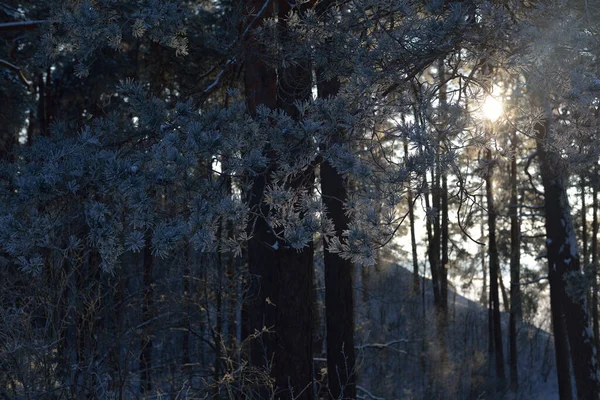 Vinterskoger Snødekte Furutrær Åser Gangveier Frossen Elv Bakgrunnen Solstråler Rent – stockfoto