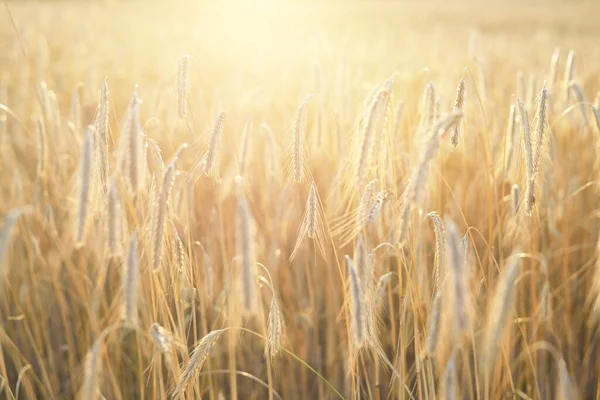 Jordbruksgrödor Fält Vid Solnedgången Konsistens Och Närbild Rent Gyllene Ljus — Stockfoto