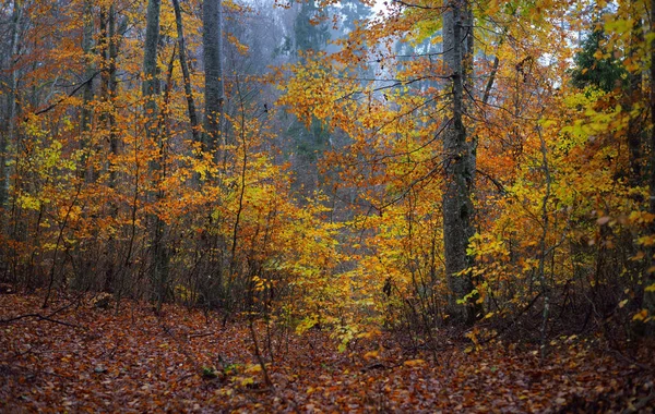 Deštivý Podzimní Den Bukovém Lese Kmeny Stromů Mossy Barevné Listí — Stock fotografie