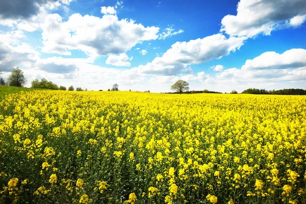 Paisaje Primavera Vista Del Campo Colza Floreciente Bosque Fondo Día — Foto de Stock