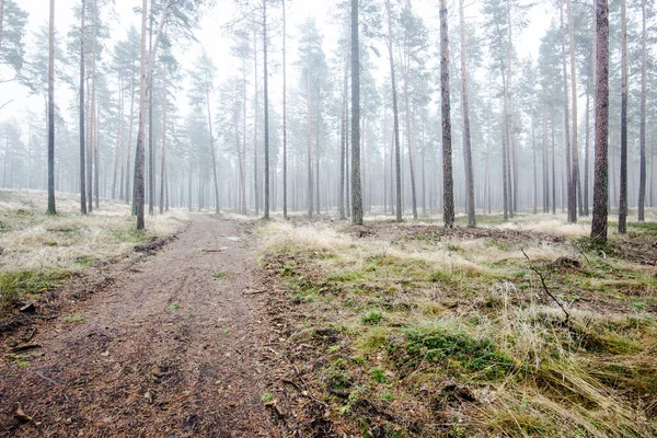 Het Boslandschap Ochtendmist Door Pijnbomen Een Bewolkte Winterdag Letland — Stockfoto