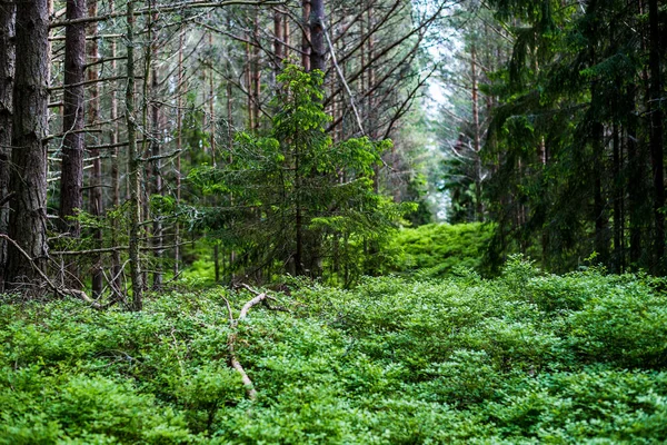 Słoneczny Letni Dzień Wiecznie Zielonym Lesie Mossy Pine Close Estonia — Zdjęcie stockowe