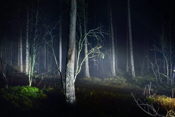 Dark forest scene. Light rays through the silhouettes of the pine and birch trees at night. Sigulda, Latvia