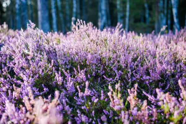 Morgen Wald Blühende Heide Aus Nächster Nähe Lettland — Stockfoto
