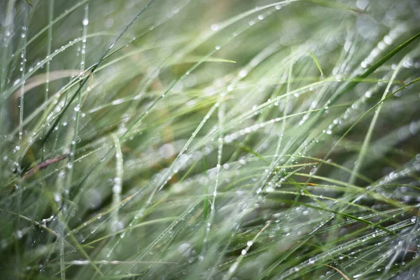 Forest Rain Green Grass Dew Close Latvia — Stock Photo, Image