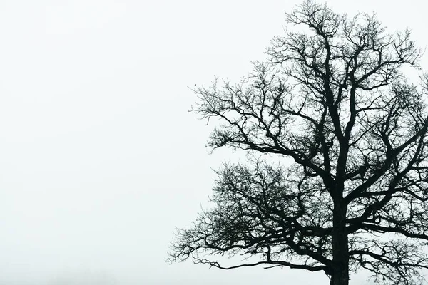 濃い霧の中で暗い空に対して葉のないロンリードライオークの木 クローズアップ ダークシルエット ポーランドだ モノクローム グラフィックミニマリズム — ストック写真