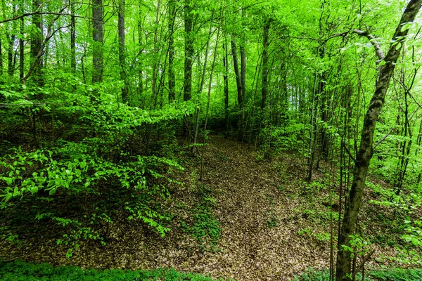 夏季森林景观 翠绿的山毛榉林 树木的特写 — 图库照片