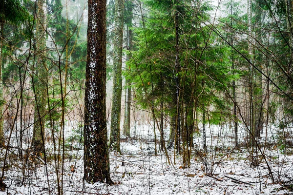 Paisagem Rural Inverno Névoa Branca Floresta Pinhais Pura Luz Matinal — Fotografia de Stock