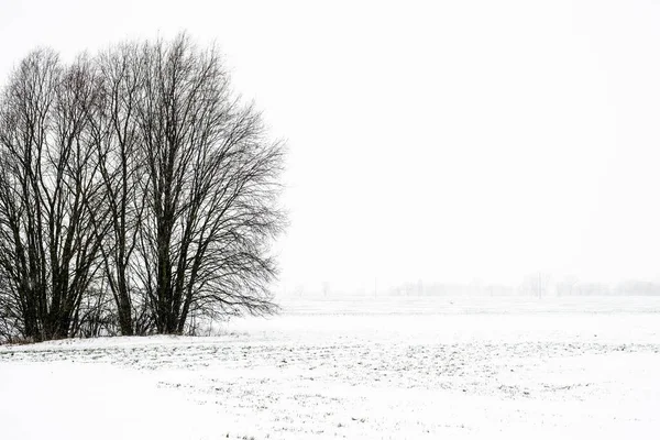 View Snow Covered Country Field Forest Background Cloudy Winter Day — Stock Photo, Image