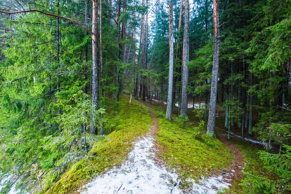 Paisaje Invierno Niebla Blanca Bosque Pinos Pura Luz Mañana Pasarela — Foto de Stock