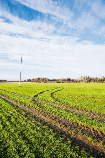 Wczesną Wiosną Krajobraz Kraju Widok Zielonego Pola Rolniczego Przed Jasnym — Zdjęcie stockowe