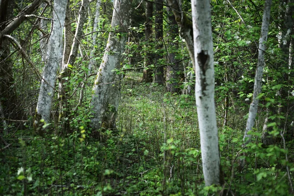 Scène Forêt Sombre Arbres Verts Branches Moussues Ferment — Photo