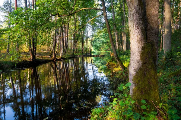 Karışık kozalaklı ormanda küçük bir nehir. Yosunlu ağaçlar yakın plan. Sudaki yansımalar. Ağaç gövdelerinden güneş ışınları geçiyor. Letonya