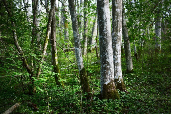 Temná Lesní Scéna Zelené Stromy Mechové Větve Zavřít — Stock fotografie
